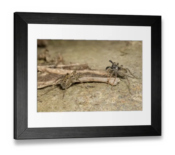 Framed Print : Wolf Spiders (Pardosa sp. ), male RIGHT waving palps in courtship display Framed Print : Wolf Spiders (Pardosa sp. ), male RIGHT waving palps in courtship display
