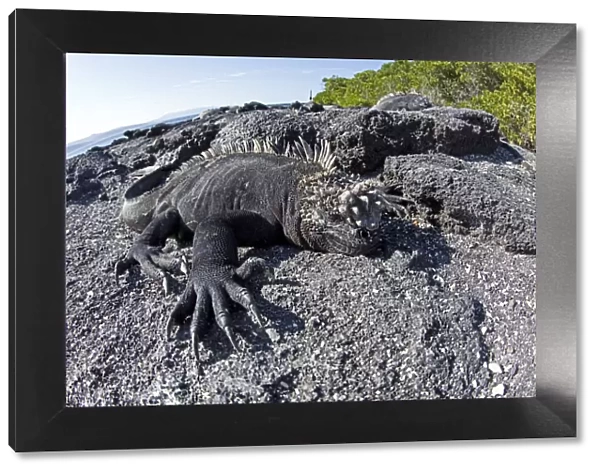 Marine iguanas (Amblyrhynchus cristatus) basking on volcanic rock, Punta Espinosa