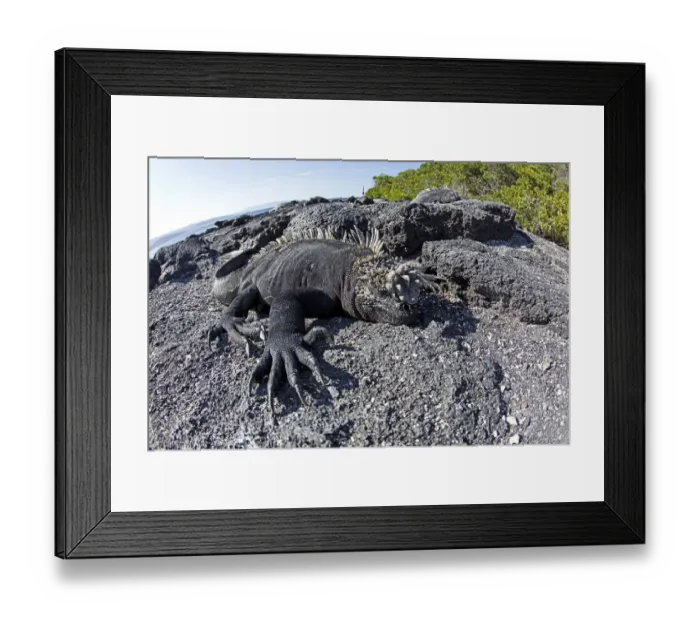 Framed Print : Marine iguanas (Amblyrhynchus cristatus) basking on volcanic rock, Punta Espinosa Framed Print : Marine iguanas (Amblyrhynchus cristatus) basking on volcanic rock, Punta Espinosa