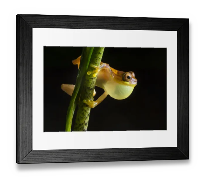 Framed Print : Hourglass treefrog (Dendropsophus ebraccatus) male with inflated vocal sac calling at night