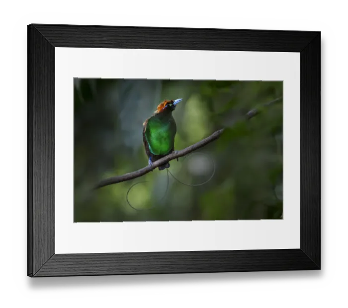 Framed Print : Magnificent bird of paradise (Diphyllodes magnificus) male, Lower montane highlands Framed Print : Magnificent bird of paradise (Diphyllodes magnificus) male, Lower montane highlands
