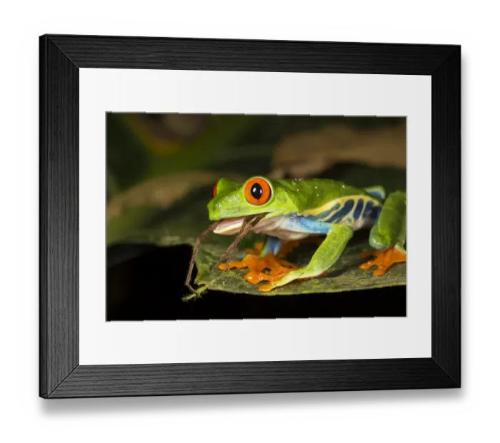 Framed Print : Red-eyed tree frog (Agalychnis callidryas) swallowing a spider. El Arenal, Costa Rica Framed Print : Red-eyed tree frog (Agalychnis callidryas) swallowing a spider. El Arenal, Costa Rica