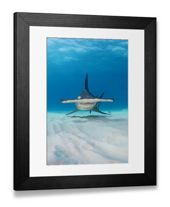 Framed Print : Great hammerhead shark (Sphyrna mokarran) in shallow water. South Bimini, Bahamas Framed Print : Great hammerhead shark (Sphyrna mokarran) in shallow water. South Bimini, Bahamas