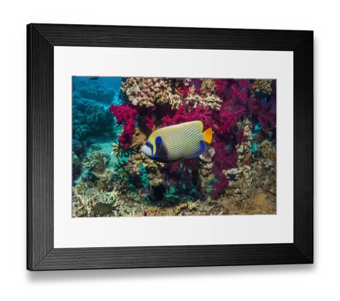 Framed Print : Emperor angelfish (Pomacanthus imperator) swimming past soft corals (Dendronephthya sp])