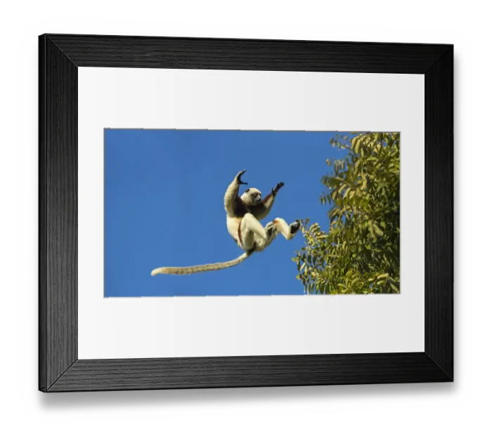 Framed Print : RF - Coquerels sifaka (Propithecus coquereli) jumping, Anjajavy Private Reserve Framed Print : RF - Coquerels sifaka (Propithecus coquereli) jumping, Anjajavy Private Reserve