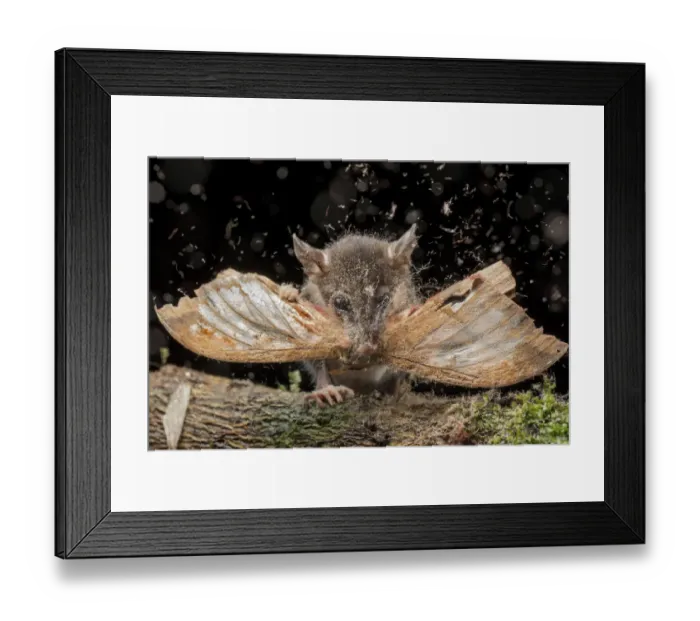 Framed Print : Juvenile Andean mouse opossum (Marmosops impavidus) eating a moth, El Oro, Ecuador Framed Print : Juvenile Andean mouse opossum (Marmosops impavidus) eating a moth, El Oro, Ecuador