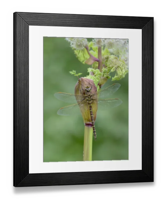 Framed Print : Common hawker (Aeshna juncea) Brackish Moss NNR, County Armagh, Northern Ireland Framed Print : Common hawker (Aeshna juncea) Brackish Moss NNR, County Armagh, Northern Ireland