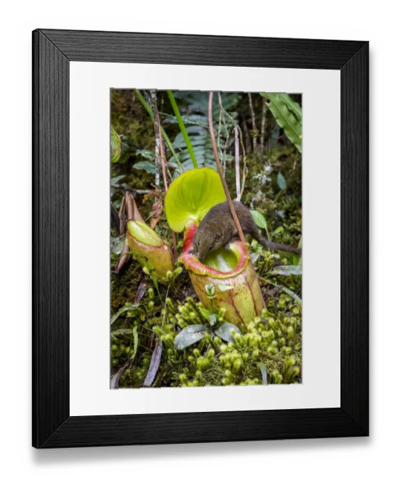 Framed Print : Mountain tree shrew (Tupaia montana) feeding on nectar secreted by the endemic Pitcher Plant Framed Print : Mountain tree shrew (Tupaia montana) feeding on nectar secreted by the endemic Pitcher Plant