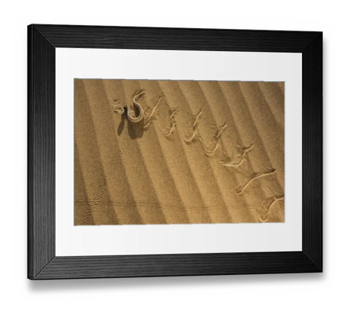 Framed Print : Peringueys adder (Bitis peringueyi) sidewinding in Namib desert, Namibia Framed Print : Peringueys adder (Bitis peringueyi) sidewinding in Namib desert, Namibia