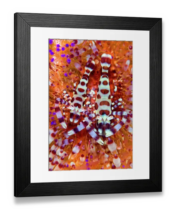 Framed Print : Pair of Coleman shrimps (Periclimenes colemani) make their home in a fire urchin (Asthenosoma varium). The female is larger. Fire urchins are one of the largest and most venomous urchins, their bright colours a warning of their toxicity Framed Print : Pair of Coleman shrimps (Periclimenes colemani) make their home in a fire urchin (Asthenosoma varium). The female is larger. Fire urchins are one of the largest and most venomous urchins, their bright colours a warning of their toxicity