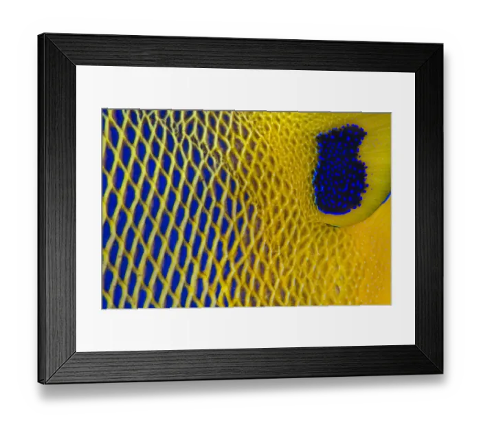 Framed Print : Close up of the scale details of a Yellow-mask angelfish (Pomacanthus xanthometopon) Framed Print : Close up of the scale details of a Yellow-mask angelfish (Pomacanthus xanthometopon)