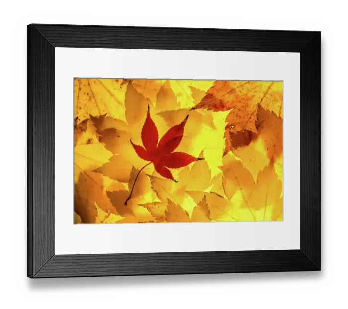 Framed Print : Maple leaves backlit on lightbox, Broxwater, Cornwall, UK. November 2013
