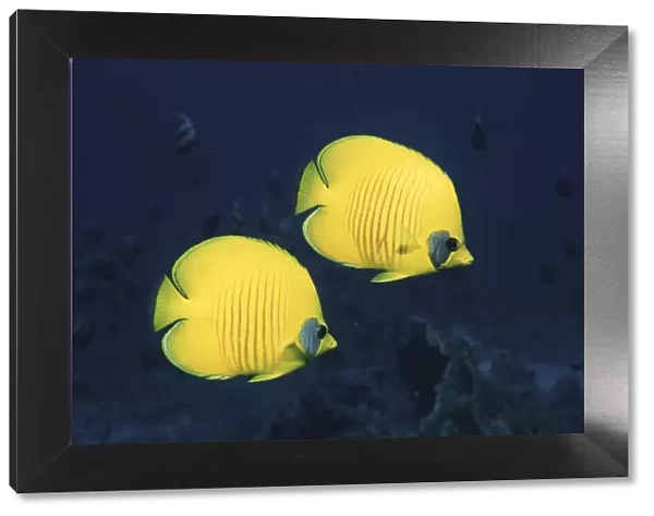 Two Golden  /  Masked butterflyfish, Red Sea, Eygpt