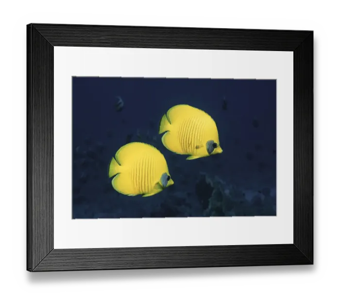 Framed Print : Two Golden / Masked butterflyfish, Red Sea, Eygpt Framed Print : Two Golden / Masked butterflyfish, Red Sea, Eygpt