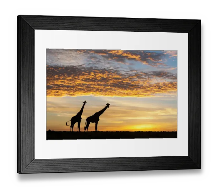 Framed Print : Masai giraffes (Giraffa camelopardalis tippelskirchi), at sunrise, Masai-Mara Game Reserve, Kenya. March Framed Print : Masai giraffes (Giraffa camelopardalis tippelskirchi), at sunrise, Masai-Mara Game Reserve, Kenya. March