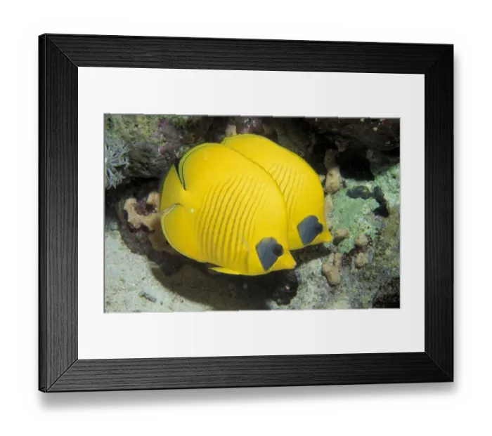 Framed Print : Two Common butterfly fish (Chaetodon chrysurus) Red Sea, Egypt Framed Print : Two Common butterfly fish (Chaetodon chrysurus) Red Sea, Egypt