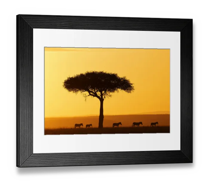 Framed Print : Common zebra (Equus quagga) group walking at sunrise through the savannah, Masai Framed Print : Common zebra (Equus quagga) group walking at sunrise through the savannah, Masai