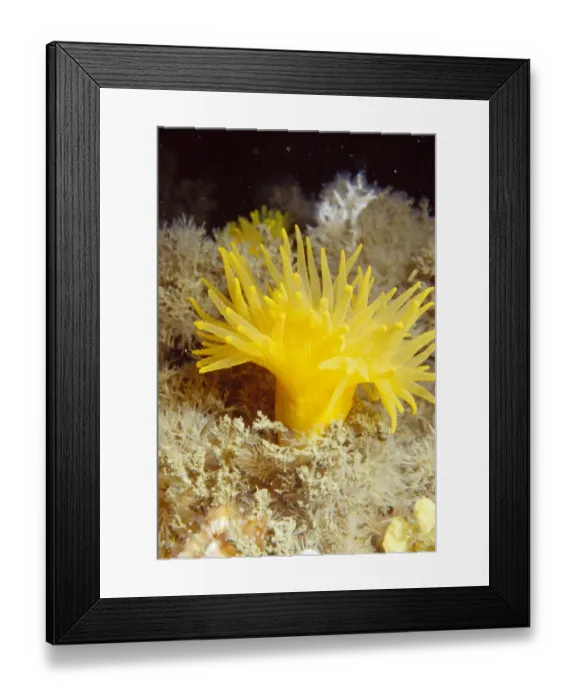 Framed Print : Yellow cave coral {Leptosammia pruvoti} off Sark, Channel Isles, UK Framed Print : Yellow cave coral {Leptosammia pruvoti} off Sark, Channel Isles, UK