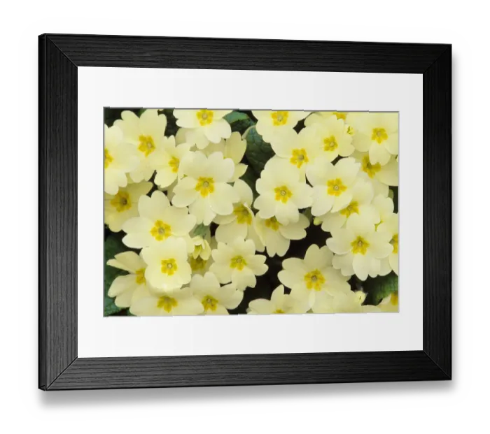 Framed Print : Primrose (Primula vulgaris) on floor of decidious woodland, Berwickshire, Scotland, April Framed Print : Primrose (Primula vulgaris) on floor of decidious woodland, Berwickshire, Scotland, April