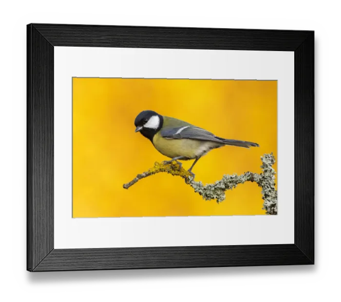 Framed Print : Great Tit (Parus major) perched on branch with yellow from autumn trees in the background Framed Print : Great Tit (Parus major) perched on branch with yellow from autumn trees in the background
