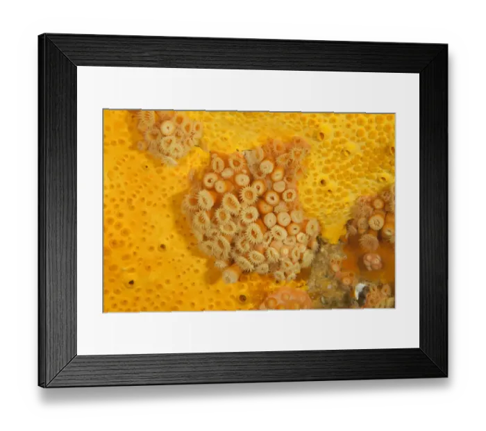 Framed Print : Yellow zoanthids (Parazoanthus sp. ) Poor Knights Islands, New Zealand, January Framed Print : Yellow zoanthids (Parazoanthus sp. ) Poor Knights Islands, New Zealand, January