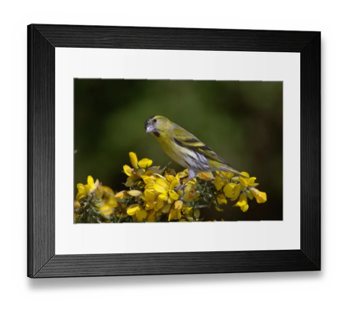 Framed Print : Siskin (Carduelis spinus) perched on a gorse bush, Northumberland, UK Framed Print : Siskin (Carduelis spinus) perched on a gorse bush, Northumberland, UK