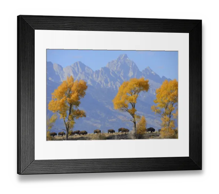 Framed Print : American Bison (Bison bison) in habitat, Grand Teton National Park, Wyoming, USA, October Framed Print : American Bison (Bison bison) in habitat, Grand Teton National Park, Wyoming, USA, October
