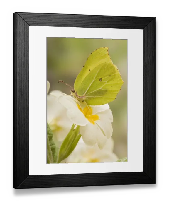 Framed Print : Brimstone butterfly (Gonepteryx rhamni) Male at rest on Primrose flower, West Sussex