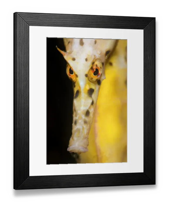 Framed Print : Large / Pot Bellied Seahorse (Hippocampus abdominalis) face portrait. Blairgowrie Marina Framed Print : Large / Pot Bellied Seahorse (Hippocampus abdominalis) face portrait. Blairgowrie Marina