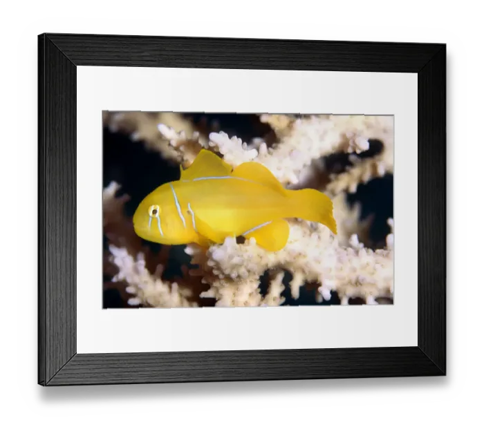 Framed Print : Citron (lemon coral) goby (Gobiodon citrinus) Red Sea Framed Print : Citron (lemon coral) goby (Gobiodon citrinus) Red Sea