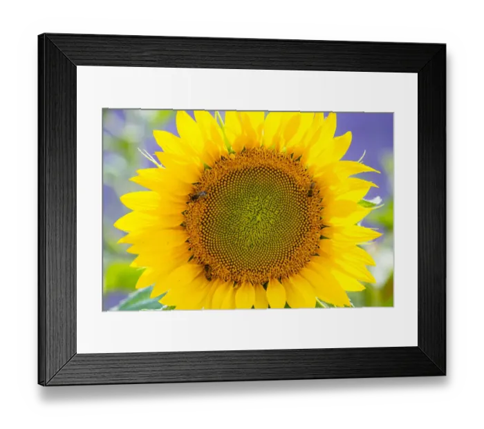 Framed Print : Sunflower (Helianthus annus) Valensole Plateau, Alpes Haute Provence, France, June Framed Print : Sunflower (Helianthus annus) Valensole Plateau, Alpes Haute Provence, France, June