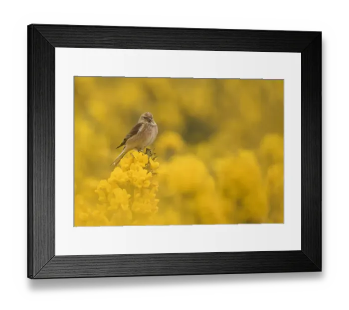Framed Print : Linnet (Carduelis cannabina) male in yellow flowered gorse, Sheffield, England, UK, April