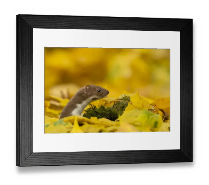 Framed Print : Weasel (Mustela nivalis) head and neck looking out of yellow autumn acer leaves, Sheffield Framed Print : Weasel (Mustela nivalis) head and neck looking out of yellow autumn acer leaves, Sheffield