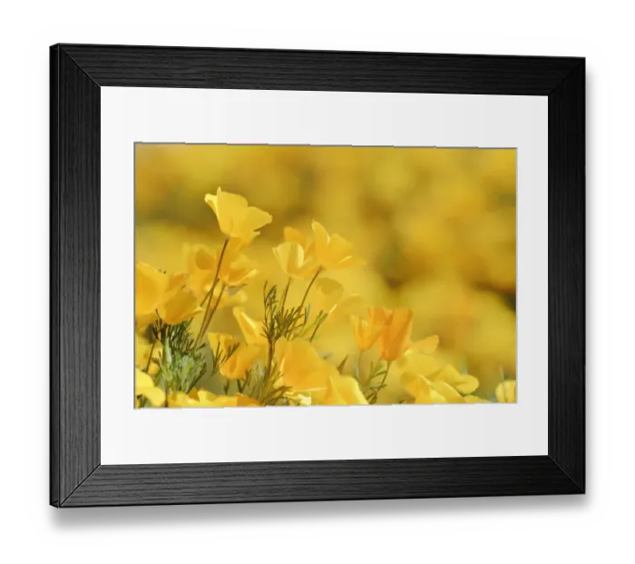 Framed Print : Mexican Gold Poppy (Eschscholzia californica mexicana) flowering in spring, Tonto National Forest Framed Print : Mexican Gold Poppy (Eschscholzia californica mexicana) flowering in spring, Tonto National Forest