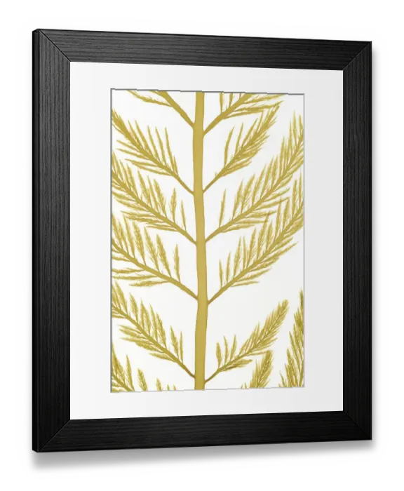 Framed Print : Juvenile brown algae (Desmarestia anceps) close up, King George Island, South Shetland Islands