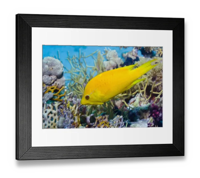 Framed Print : Female Slingjaw wrasse {Epibulus insidiator} amongst coral, Red Sea, Egypt