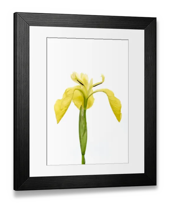 Framed Print : Yellow flag iris (Iris pseudacorus), Bchelberg, Pfalz, Germany. May. Meetyourneighbours Framed Print : Yellow flag iris (Iris pseudacorus), Bchelberg, Pfalz, Germany. May. Meetyourneighbours