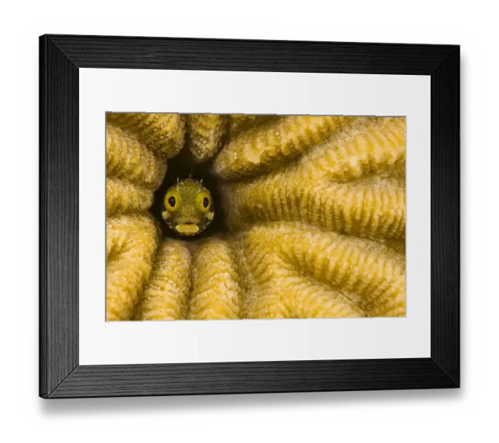 Framed Print : Spinyhead blenny (Acanthemblemaria spinosa) in hard coral, Netherlands Antilles, Bonaire
