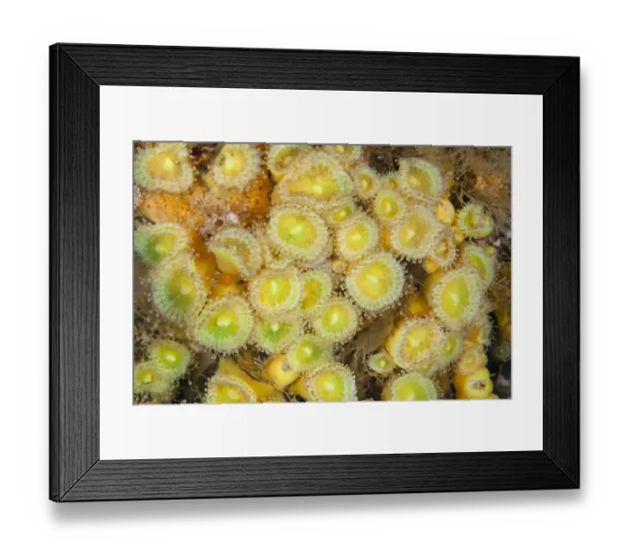 Framed Print : Jewel Anemones (Corynactis haddoni) Poor Knights Islands, New Zealand, February Framed Print : Jewel Anemones (Corynactis haddoni) Poor Knights Islands, New Zealand, February