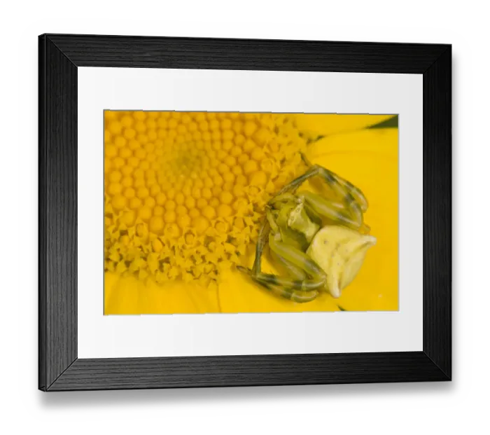 Framed Print : Crab Spider (Thomisus onustus) female waiting for prey on head of Chrysanthemum Framed Print : Crab Spider (Thomisus onustus) female waiting for prey on head of Chrysanthemum