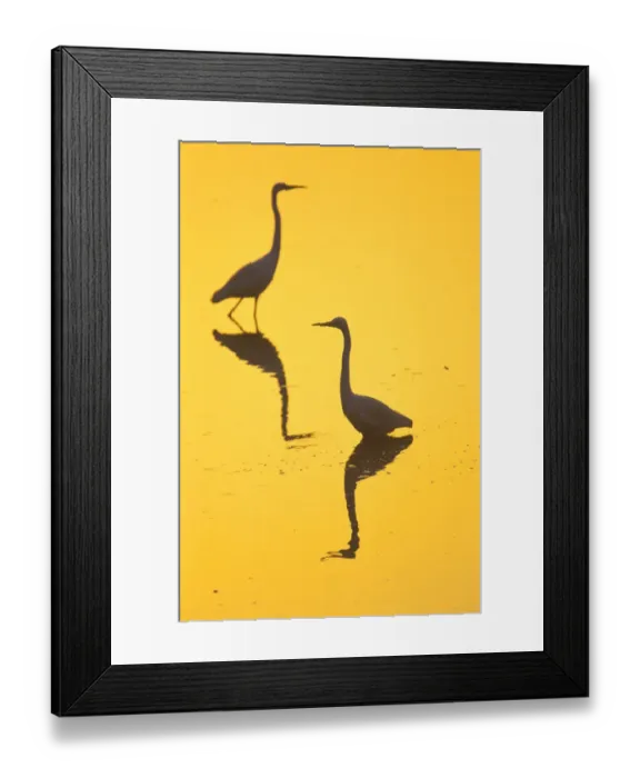 Framed Print : Two Great egrets (Ardea alba) wading, silhouetted at dawn, Keoladeo National Park Framed Print : Two Great egrets (Ardea alba) wading, silhouetted at dawn, Keoladeo National Park