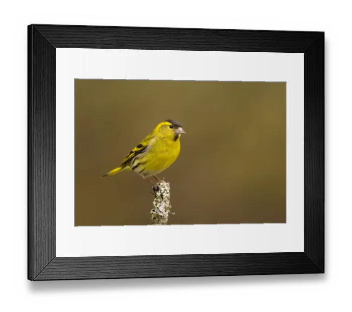 Framed Print : Siskin (Carduelis spinus) male peched on a lichen covered branch. Rothiemurchus Forest Framed Print : Siskin (Carduelis spinus) male peched on a lichen covered branch. Rothiemurchus Forest