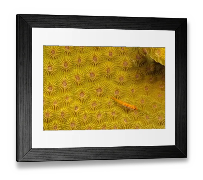 Framed Print : Striped triplefin (Helcogramma striata) on hard coral, Tubataha Reef, Philippines Framed Print : Striped triplefin (Helcogramma striata) on hard coral, Tubataha Reef, Philippines