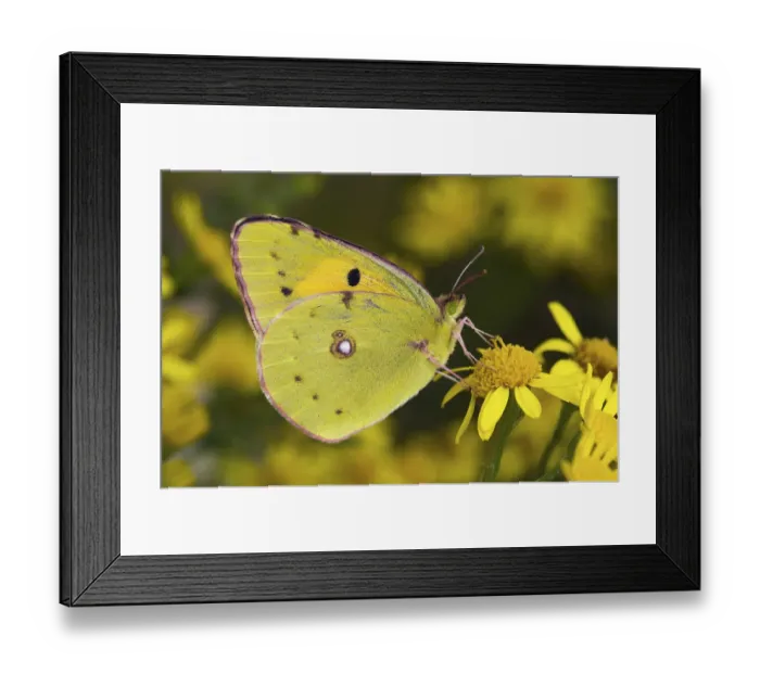 Framed Print : Clouded yellow butterfly (Colias crocea) perched on Ragwort flower. West Sussex, UK Framed Print : Clouded yellow butterfly (Colias crocea) perched on Ragwort flower. West Sussex, UK