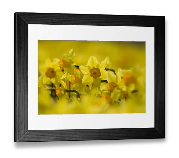 Framed Print : Study of Daffodils (Narcissus sp) grown for the commercial market, Happisburgh, Norfolk Framed Print : Study of Daffodils (Narcissus sp) grown for the commercial market, Happisburgh, Norfolk