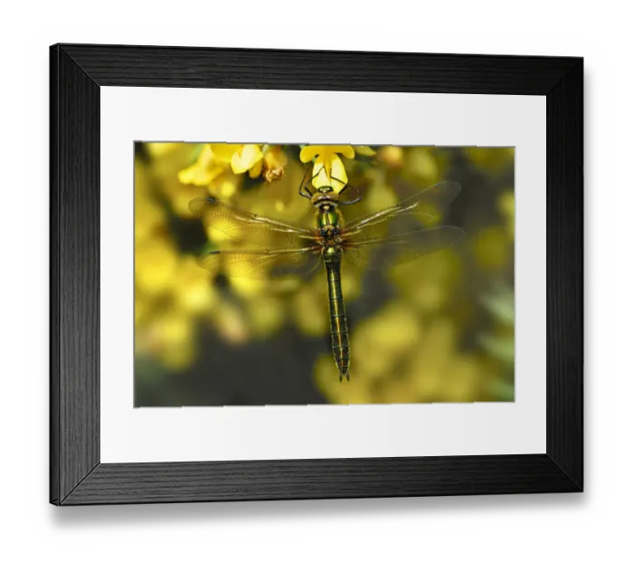Framed Print : Female Downy Emerald dragonfly (Cordulia aenia) at rest on flowering Gorse (Ulex Framed Print : Female Downy Emerald dragonfly (Cordulia aenia) at rest on flowering Gorse (Ulex