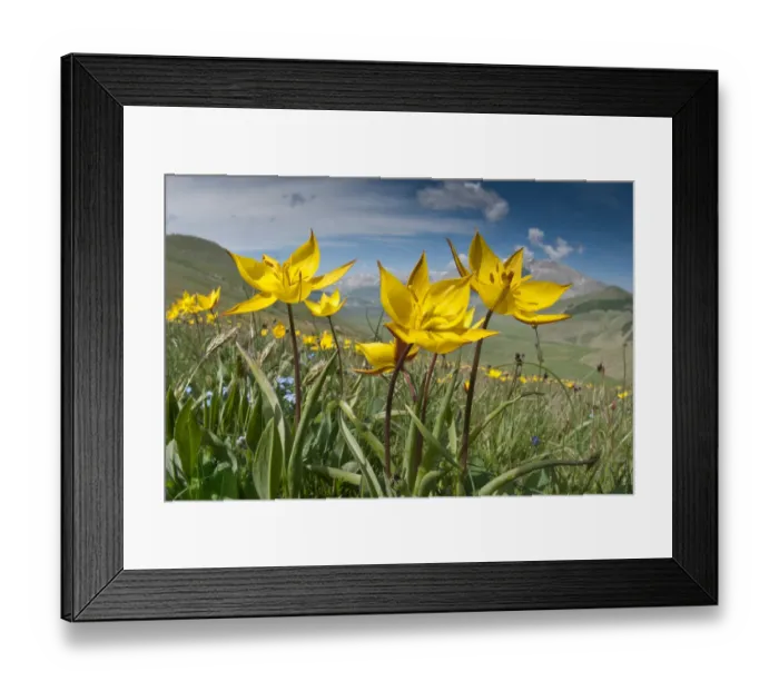 Framed Print : Yellow tulip (Tulipa australis) in flower, above Piano Grande, Sibillini, Appennines Framed Print : Yellow tulip (Tulipa australis) in flower, above Piano Grande, Sibillini, Appennines