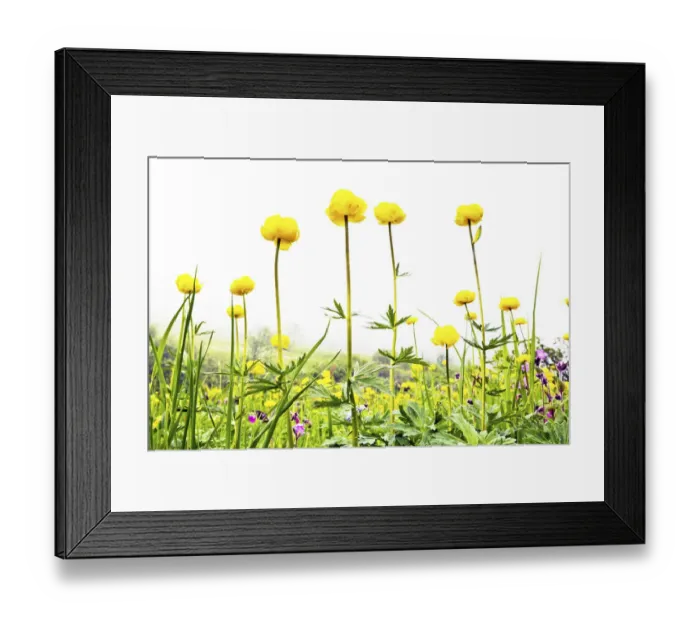 Framed Print : Globeflowers (Trollius), Lauterbrunnen Valley, Bernese Oberland, Switzerland, June 2012 Framed Print : Globeflowers (Trollius), Lauterbrunnen Valley, Bernese Oberland, Switzerland, June 2012