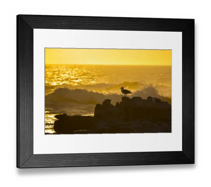 Framed Print : Kelp gull (Larus dominicanus) on rocky shore with crashing waves at sunset, Bird Island Framed Print : Kelp gull (Larus dominicanus) on rocky shore with crashing waves at sunset, Bird Island
