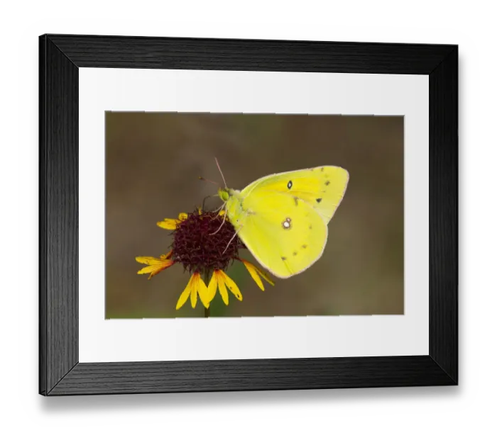 Framed Print : Orange sulphur butterfly (Colias eurytheme) on flower, Sam Houston National Forest Framed Print : Orange sulphur butterfly (Colias eurytheme) on flower, Sam Houston National Forest